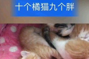 揭秘橘猫生存技能加点攻略（探寻橘猫的天赋与技巧，助其在野外生存）