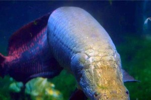 《劫难6钓鱼区域鱼类分布详解》（探索西方世界水域中的多样鱼类）