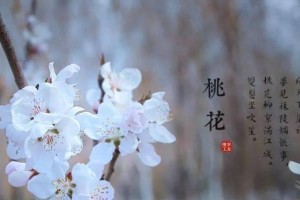 桃花校园出装攻略（尽显青春活力的时尚搭配技巧）