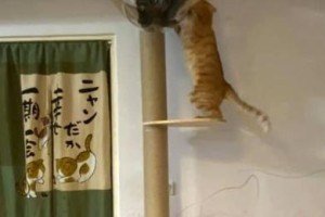 橘猫生存技能加点攻略（成为顶尖橘猫的秘诀）