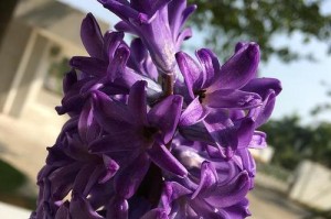 《动物之森》紫色风信子杂交攻略（教你如何培育出稀有的紫色风信子）