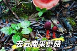 以上山采蘑菇游戏通关攻略（揭秘蘑菇游戏中的关键技巧，助您通关顺利！）