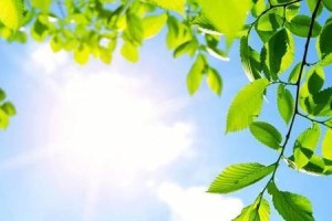 变异吸血狼出装攻略——提升实力的关键（全面分析变异吸血狼的出装思路与技巧）