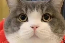 小森生活（领养宠物猫，共建幸福家园）