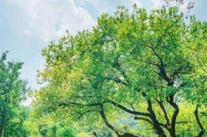 《木兰出装攻略及玩法解析》（探秘木兰的战斗策略与装备选择，带你成为最强的战士）