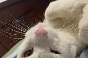 小森生活领养宠物猫攻略（如何在小森生活游戏中养好你的猫？）