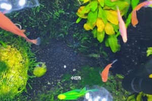 《摩尔庄园手游》变异斑马鱼位置一览（探寻摩尔庄园世界中变异斑马鱼的所在）
