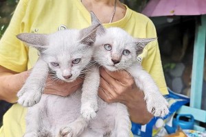 小森生活贵族猫游戏介绍（游戏特色、玩法、宠物培养、社交互动、道具使用）